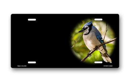 Blue Jay on Black Offset License Plate