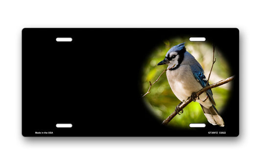 Blue Jay on Black Offset License Plate